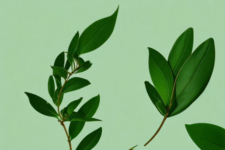 What are Matcha Tea Cultivars?